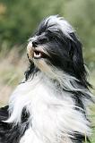 TERRIER DU TIBET 362